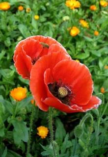 Bìa truyện Đại Lục Thất Lạc - Đa Mộc Mộc Đa