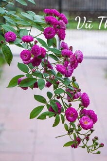 Bìa truyện Dành Trọn Phần Đời Còn Lại Ở Bên Nhau