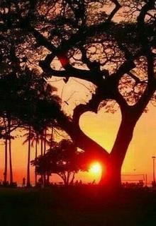 Bìa truyện Độ Sâu Của Tình Yêu - Triêu Tiểu Thành