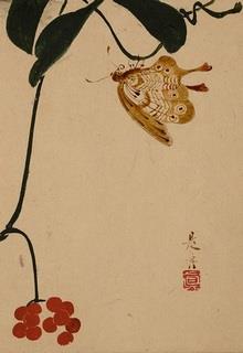 Bìa truyện Độc Hồ Điệp - Trần Thanh Vân