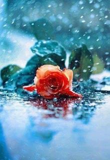 Bìa truyện Hoa Hồng Giấy - Lâm Địch Nhi