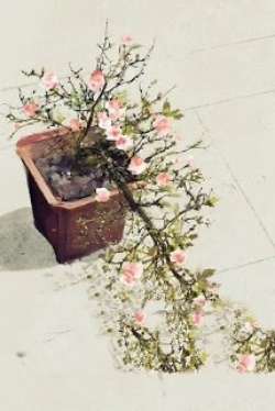 Bìa truyện Nếu Có Biết Xuân Về Chốn Nọ