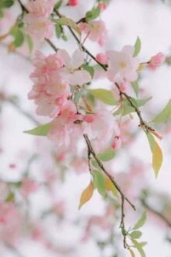 Bìa truyện Trước Nhà Quả Phụ Lắm Đào Hoa